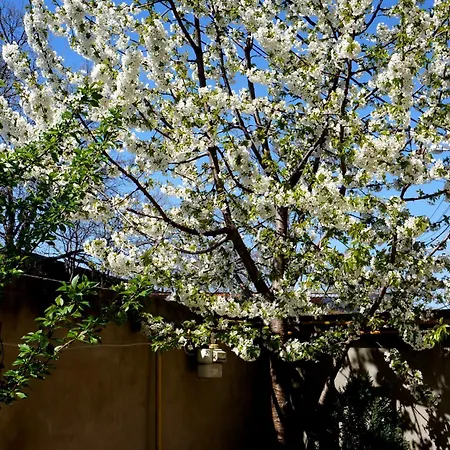 Collosal With Garden