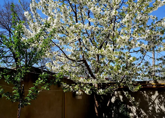 Collosal With Garden